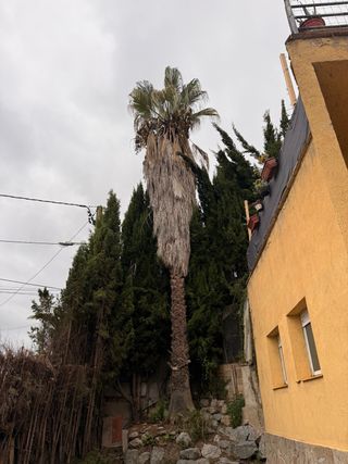 REGALA Palmera de 15 metros