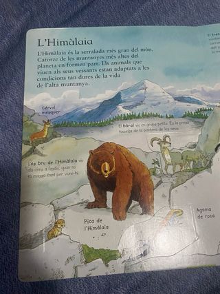 Animals del mon (TIC TAC) (Catalan Edition)