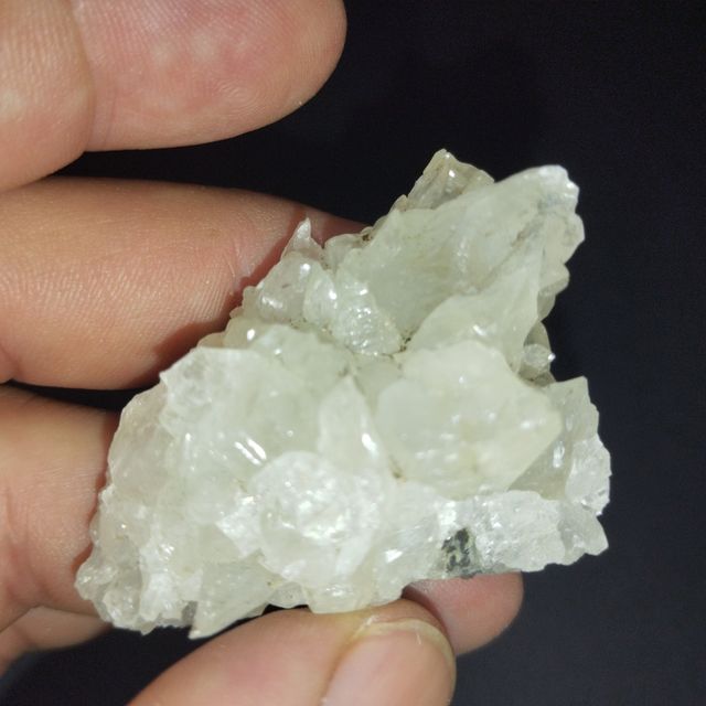 Calcite dentale per cani