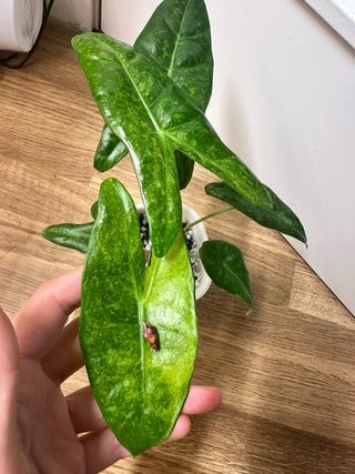Cormo Alocasia Longiloba Double Mint