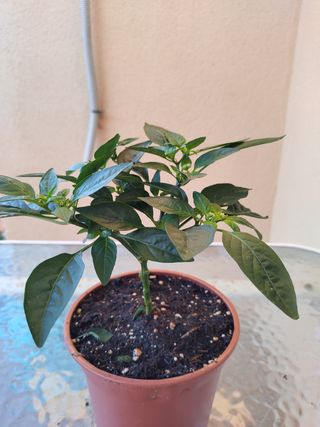 Planta de guindilla