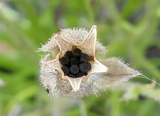 Semillas Drosophyllum Lusitanicum