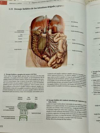 PROMETHEUS-Texto y atlas de anatomia. Tomo II.