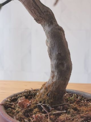 Bonsai Arce Benichidori Seigen Arakawa Chisio