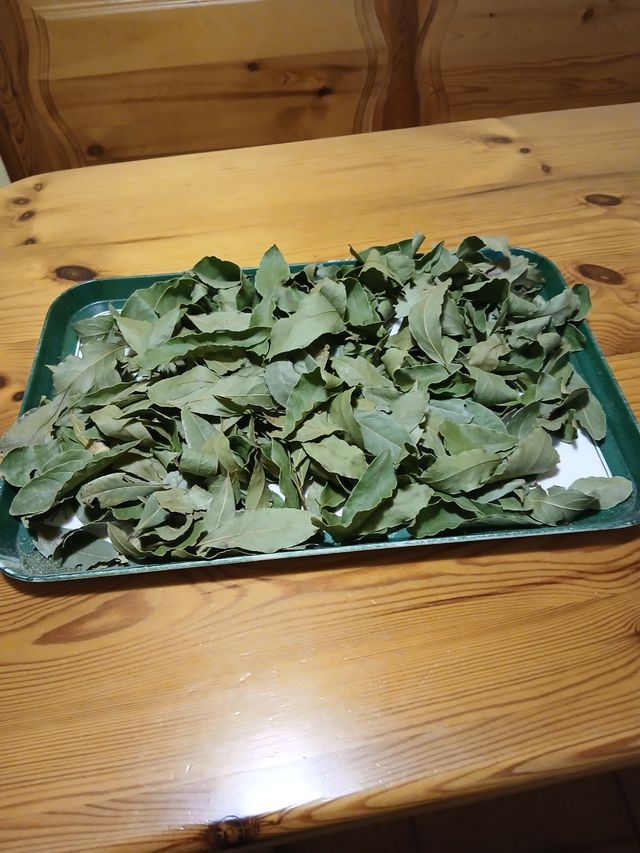 Orégano y Laurel Seco 2025