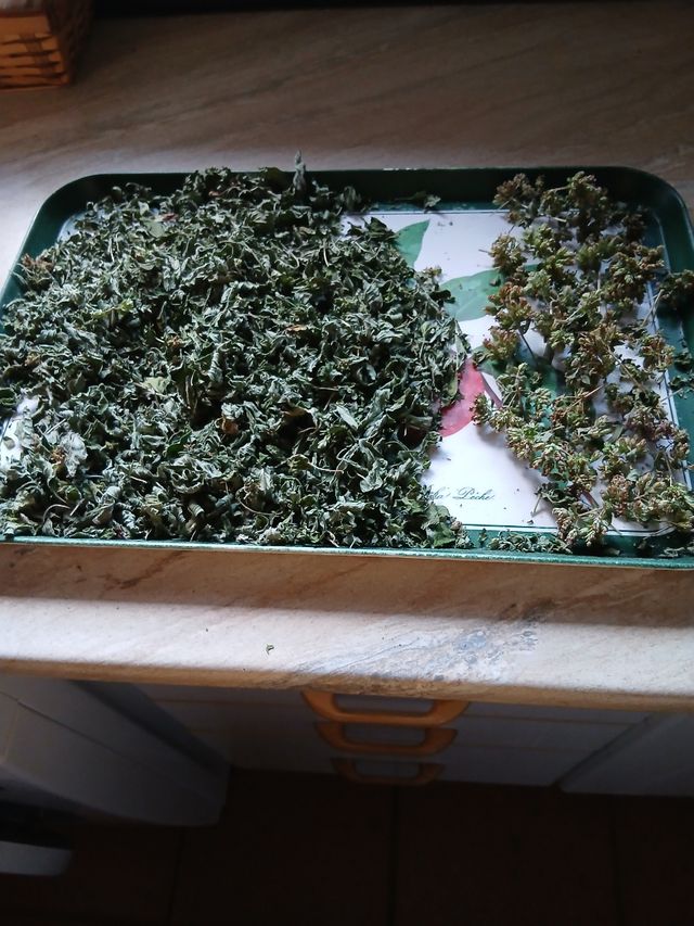 Orégano y Laurel Seco 2025