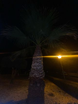 Palmera