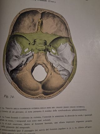 Atlante di Anatomia descrittiva dell'uomo.