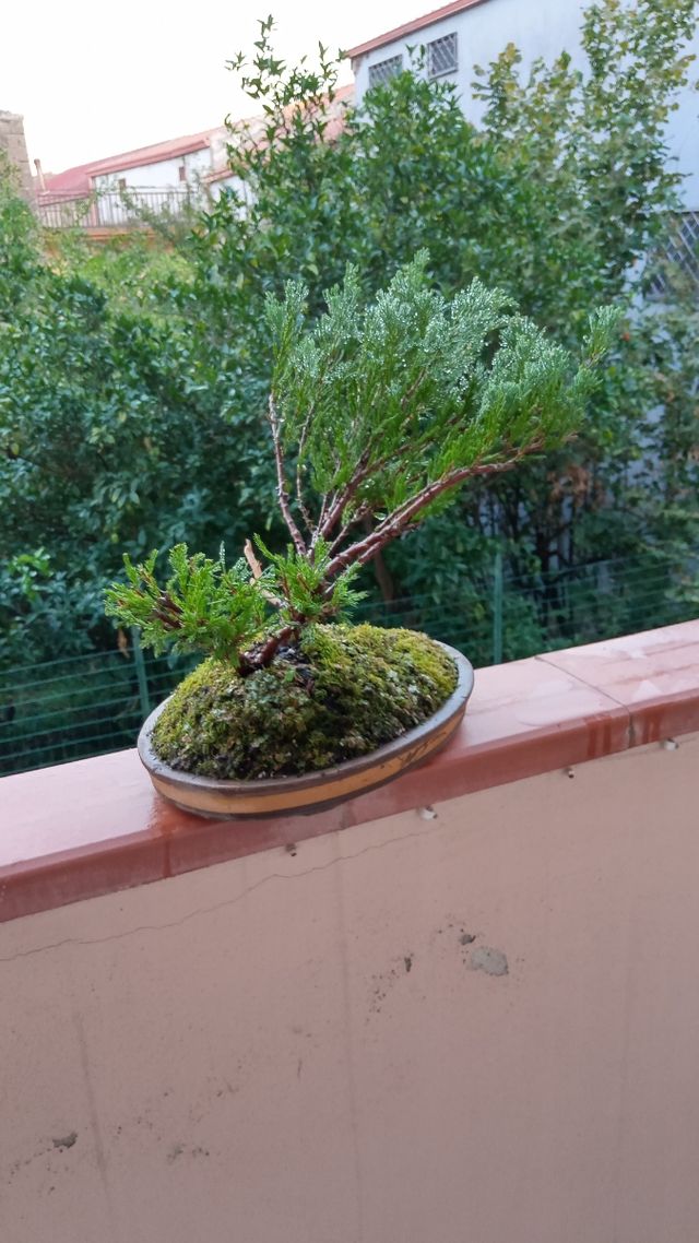 Ginepro bonsai