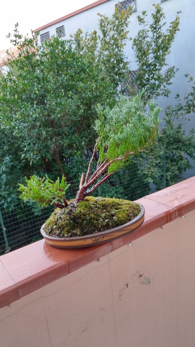 Ginepro bonsai