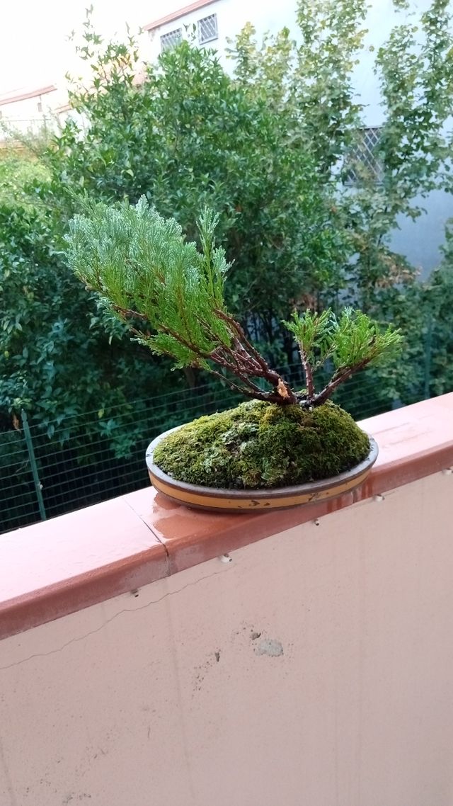 Ginepro bonsai