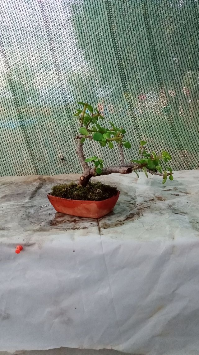 Mini bonsai Portulacaria Afra