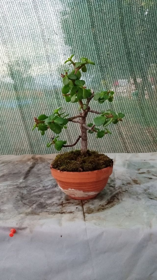 Mini bonsai Portulacaria Afra