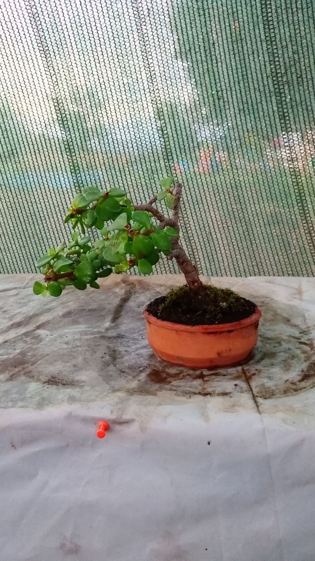 Mini bonsai Portulacaria Afra
