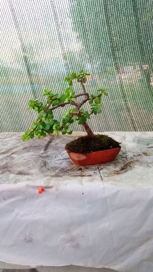 Mini bonsai Portulacaria Afra