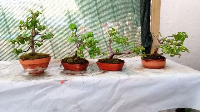 Mini bonsai Portulacaria Afra