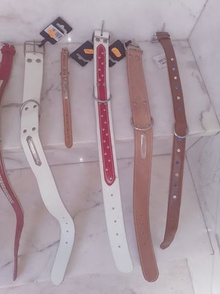 Collari, cinghie e forbici per animali domestici