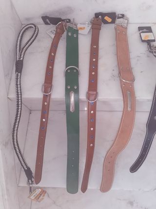 Collari, cinghie e forbici per animali domestici