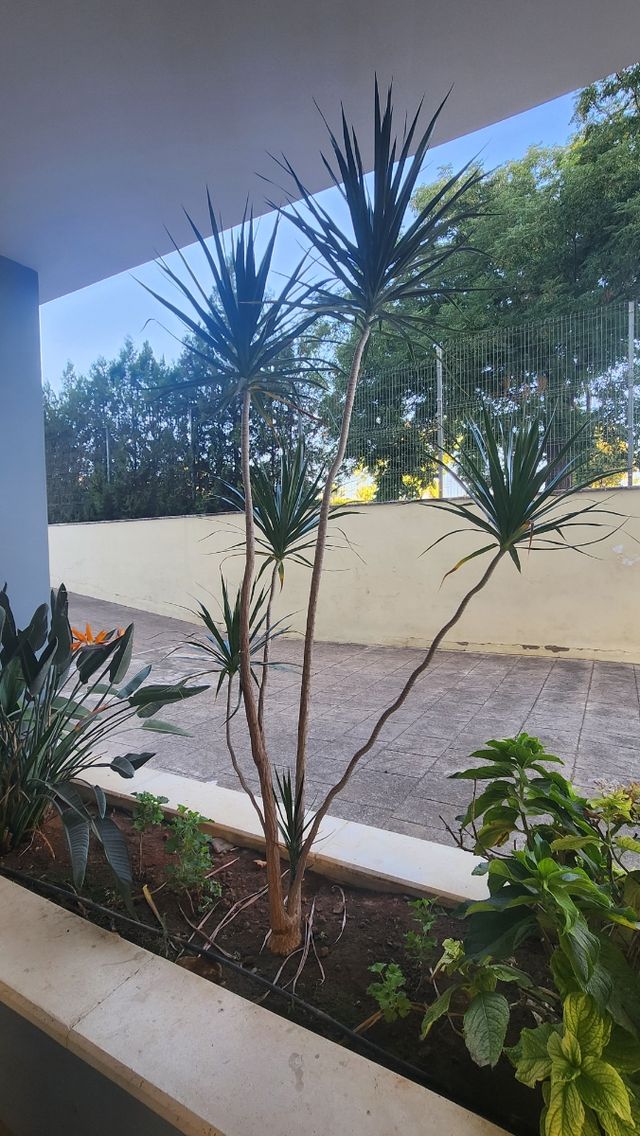 Drácena de hoja fina