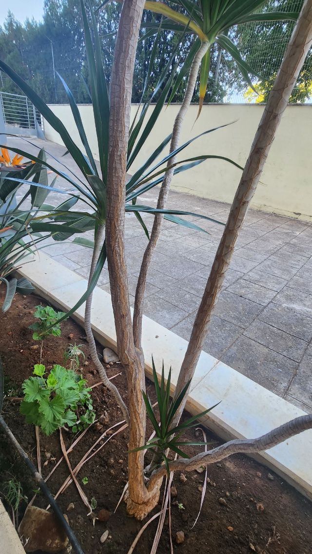 Drácena de hoja fina