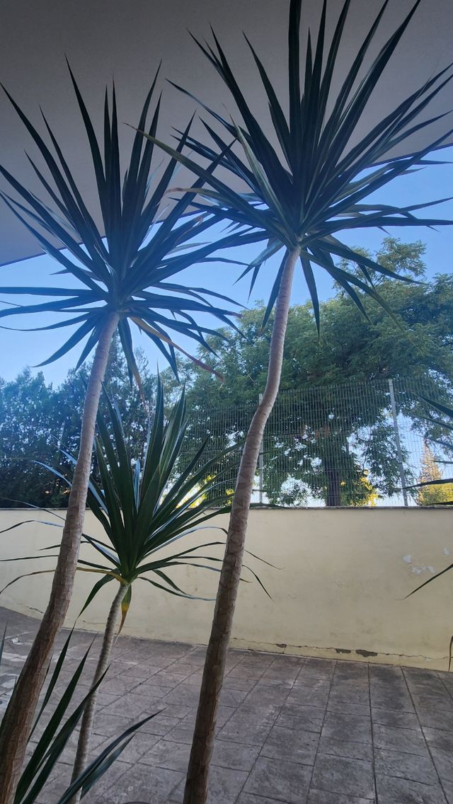 Drácena de hoja fina