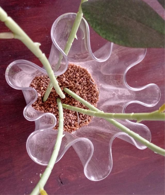Jarrón de cristal con flores rosas