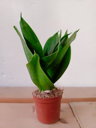Sansevieria Black Jade