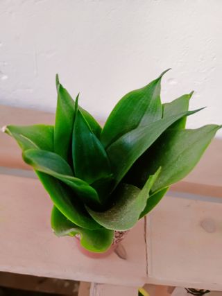 Sansevieria Black Jade