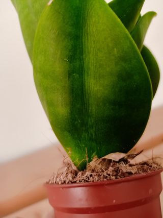 Sansevieria Black Jade