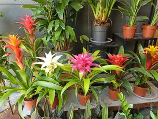 Guzmania