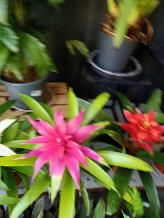 Guzmania