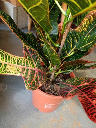 Crotón Excellent - Planta de interior