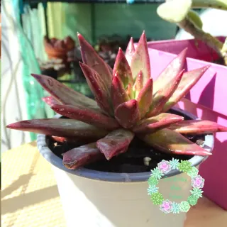 Suculenta Echeveria Red Soul (Asia) Vaso 12