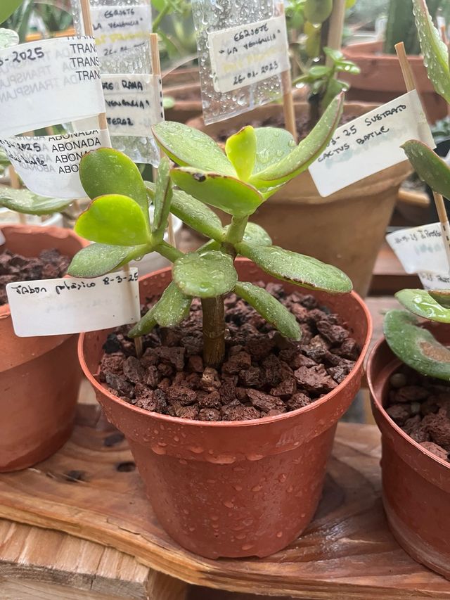 Planta Crassula Ovata (Jade)