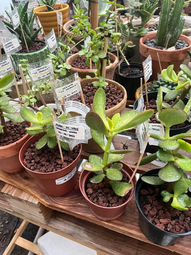 Planta Crassula Ovata (Jade)