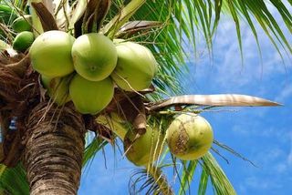 Planta Cocos Nucifera
