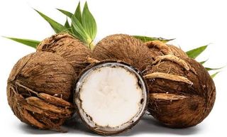Planta Cocos Nucifera
