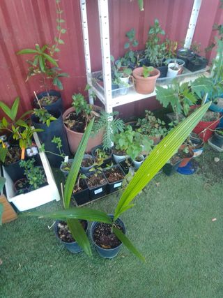 Planta Cocos Nucifera