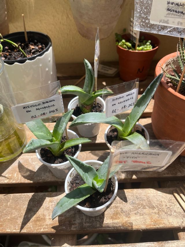 Plantas Agave Americana