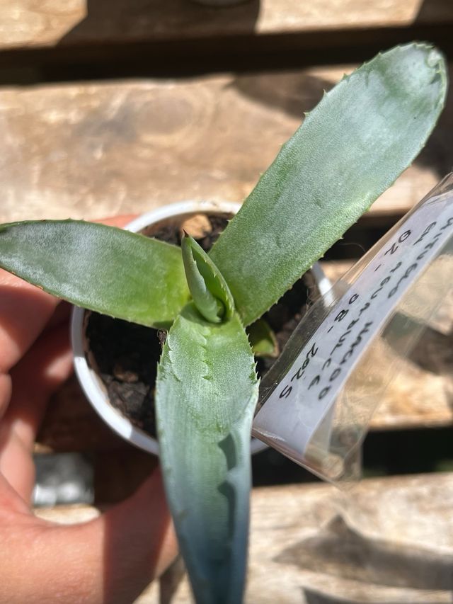 Plantas Agave Americana