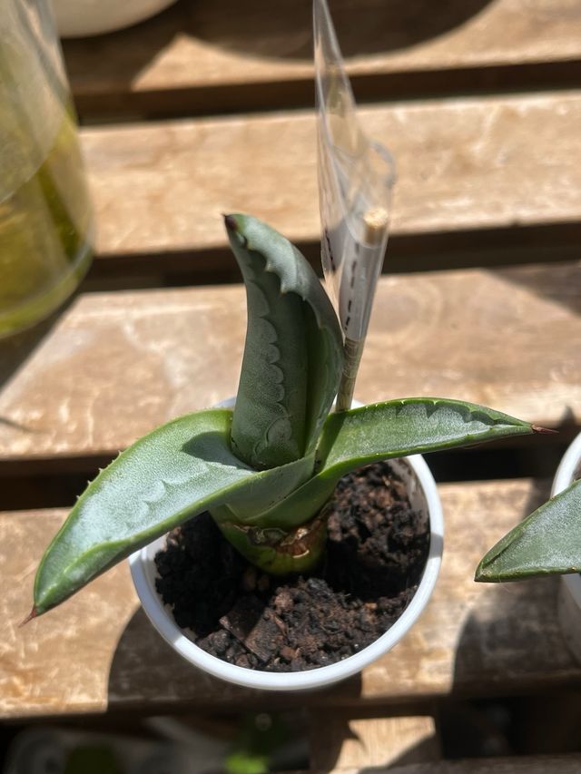 Plantas Agave Americana