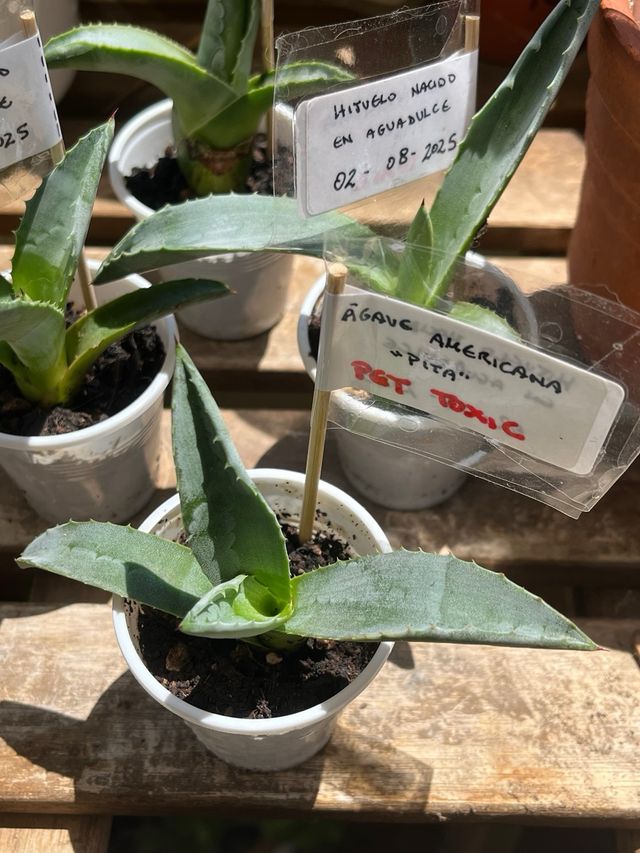 Plantas Agave Americana