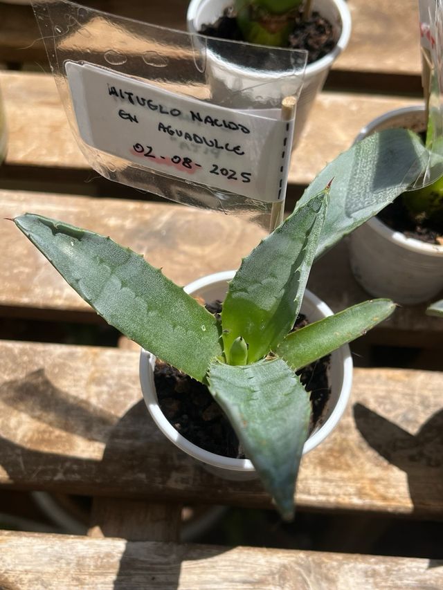 Plantas Agave Americana