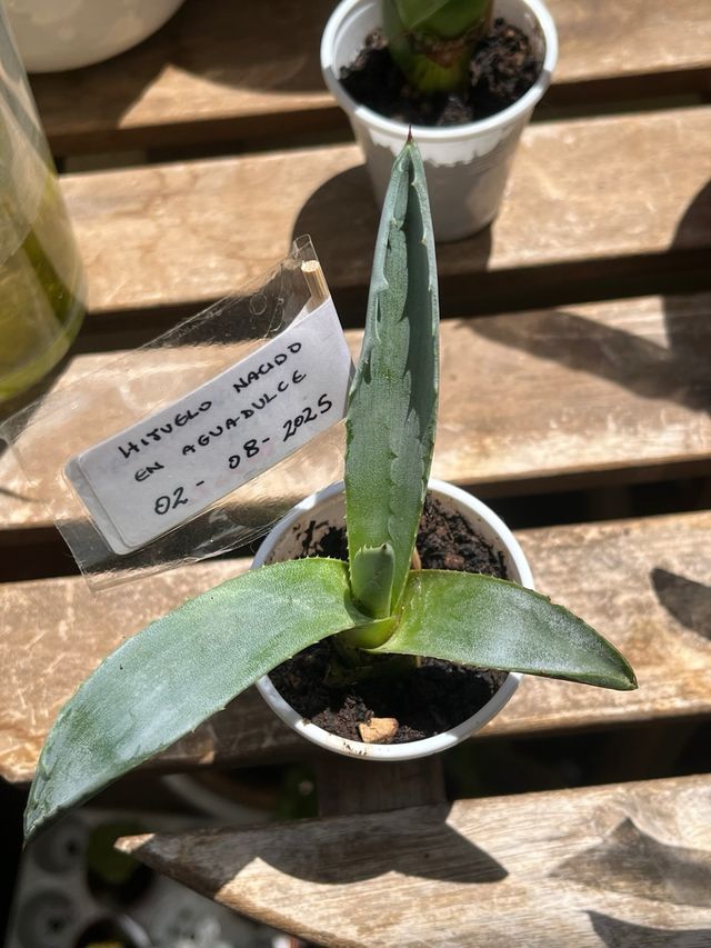 Plantas Agave Americana