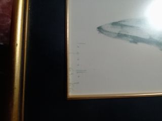 Acuarela de pez enmarcada