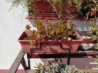 Planta casa o suculenta 