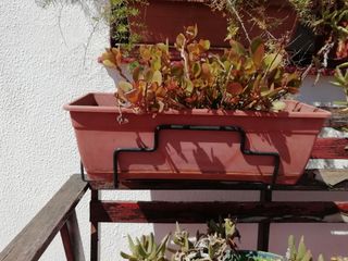 Planta casa o suculenta 