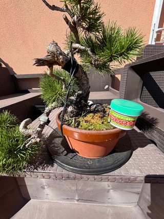 Bonsai Pino Silvestris Sohin