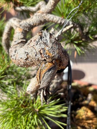 Bonsai Pino Silvestris Sohin