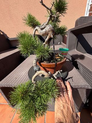 Bonsai Pino Silvestris Sohin